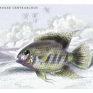 Dark Marked Centrarchus by Robert H. Schomburgk