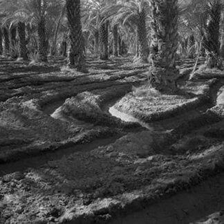 Date palms by Dorothea Lange #2