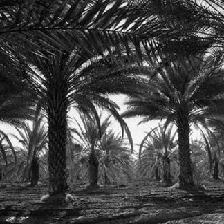 Date palms by Dorothea Lange