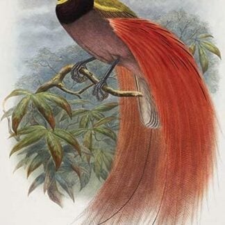 De Vis's Bird of Paradise by John Gould