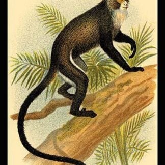 DeBrazza's Guenon by G.R. Waterhouse