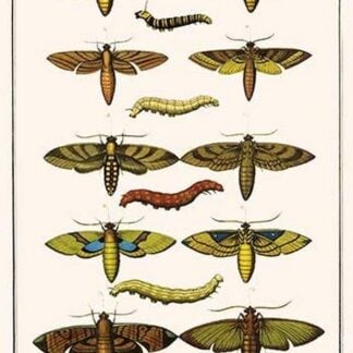 Death's Head Hawkmoth