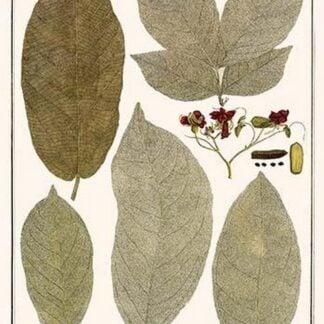 Deciduous Leaves from Various Plants by Albertus Seba