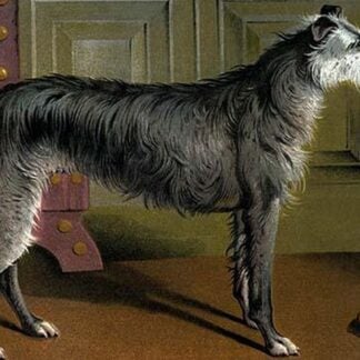 Deer Hound by Vero Shaw