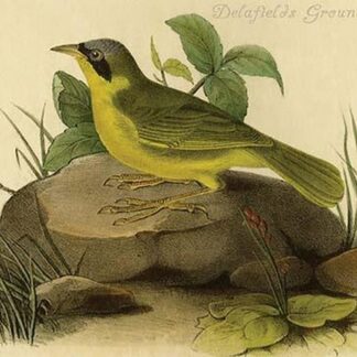 Delafields Ground Warbler by John James Audubon