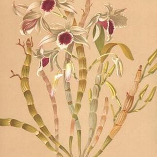 Dendrobium Ainsworth II by H.G. Moon