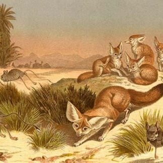 Desert Fox by Friedrich Wilhelm Kuhnert