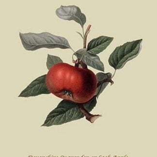 Devonshire Quarenden or Sack Apple by William Hooker #2