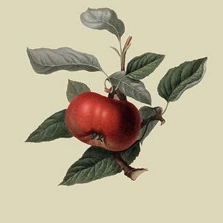 Devonshire Quarenden or Sack Apple by William Hooker