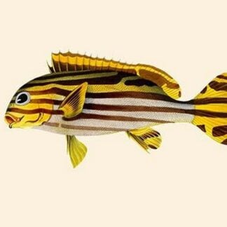 Deweeboraloowah by John Whitchurch Bennett