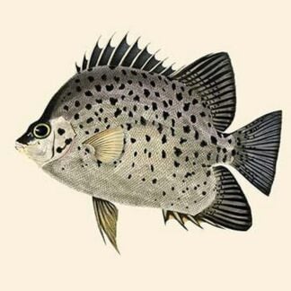 Dewi Koraleyah by John Whitchurch Bennett