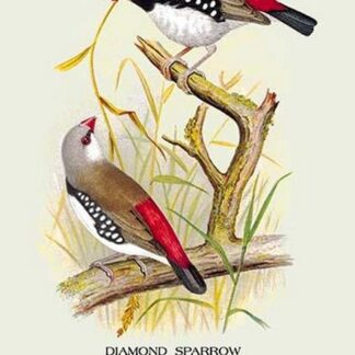 Diamond Sparrow by Arthur Gardiner Butler