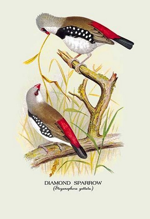 Diamond Sparrow by Arthur Gardiner Butler