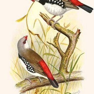 Diamond Sparrow or White Headed Finch by Frederick William Frohawk