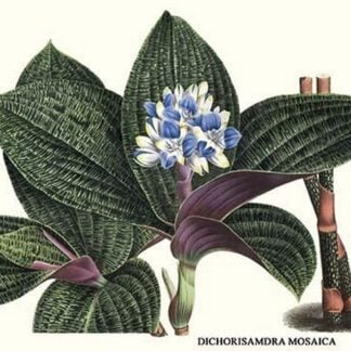 Dichorisamdra mosaica by Louis Benoit Van Houtte