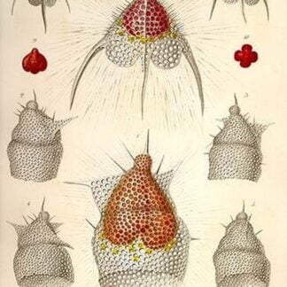 Dictyoceras Virchowii