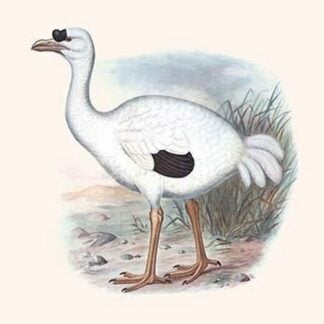 Didus Solitarius Dodo by Lionel Walter Rothschild #2