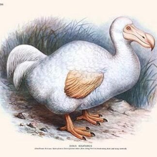 Didus Solitarius Dodo by Lionel Walter Rothschild