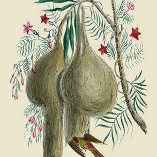 Different Nests of the Bayu by J. Forbes