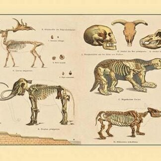 Dinosaur Skeletons #2