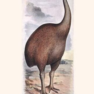 Diornis Ingens by Lionel Walter Rothschild
