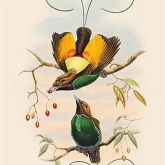 Diphyllodes Chrysoptera - Golden-Winged Bird of Paradise by John Gould