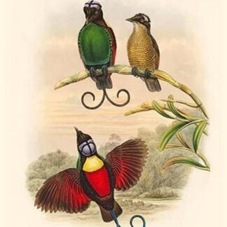 Diphyllodes Respublica - Bare-Headed Bird of Paradise by John Gould