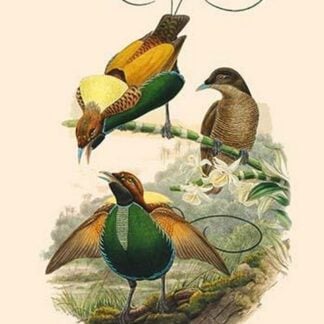 Diphyllodes Speciosa -Magnificent Bird of Paradise by John Gould