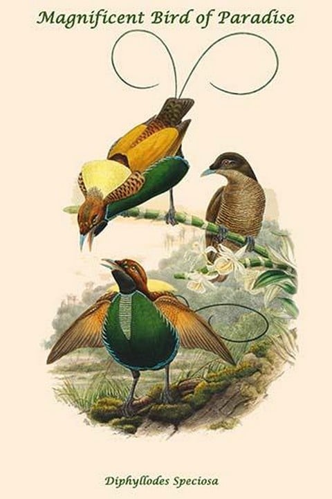 Diphyllodes Speciosa -Magnificent Bird of Paradise by John Gould