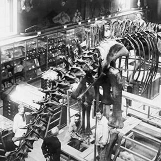 Diplodocus Dinosaur being assembled in Paris Museum
