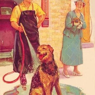 Dog Wash