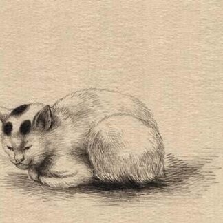 Domestic cat by Kano #2