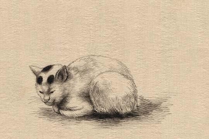 Domestic cat by Kano #2