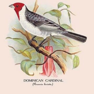 Dominican Cardinal by Arthur Gardiner Butler