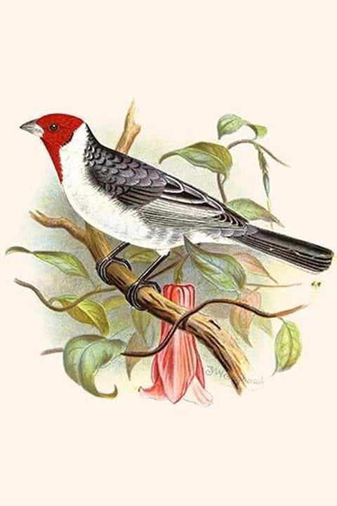 Dominican Cardinal