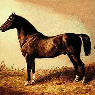 Don Carlos by Samuel Sidney