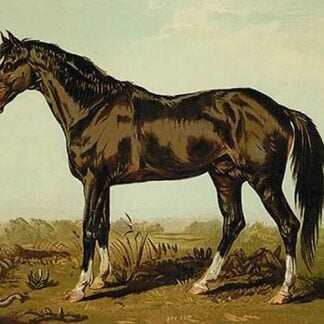 Dongola Horse by Samuel Sidney