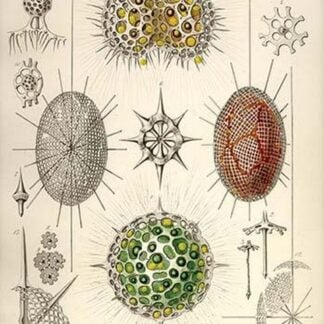 Dorataspis with Haliommatidium and Didymocyrtis Ceratospyris by Ernst Haeckel