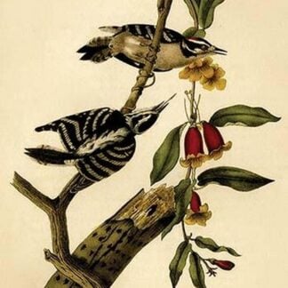Downy Woodpecker by John James Audubon