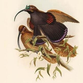 Drepanoris Albertisi - D'Albertis' Bird of Paradise by John Gould