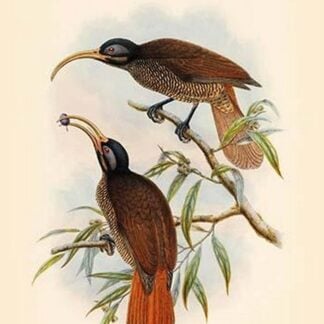 Drepanoris Bruijnii - Bruijn's Bird of Paradise by John Gould