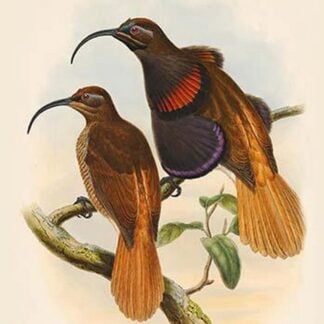 Drepanoris Cervinicauda - Bennett's Bird of Paradise by John Gould