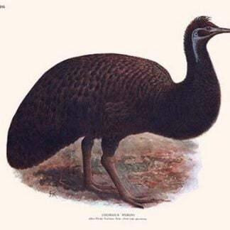 Dromaius Peroni by Lionel Walter Rothschild