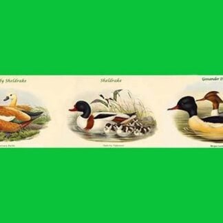 Duck Composite Horizontal Decorative Set I by John Gould