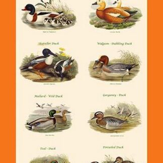 Duck Composite Vertical Classroom Poster I by John Gould