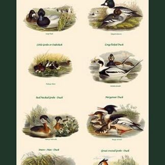 Duck Composite Vertical Classroom Poster III by John Gould