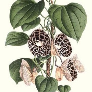 Dutchman's Pipe by Louis Benoit Van Houtte #2