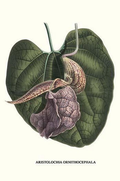 Dutchman's Pipe by Louis Benoit Van Houtte