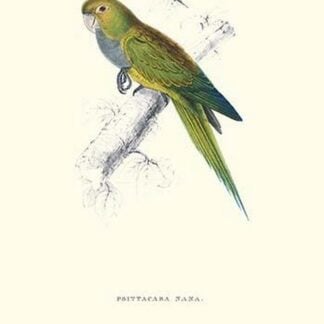 Dwarf Parakeet Macaw - Aratinga Nana by Edward Lear
