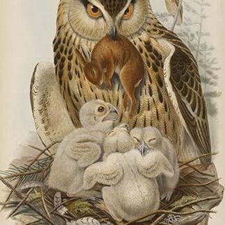 Eagle Owl by John Gould